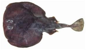 Image result for Tetronarce nobiliana