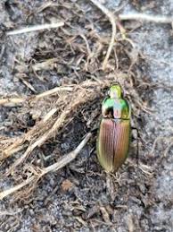 Attēlu rezultāti vaicājumam “Poecilus versicolor”