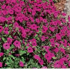 Image result for Petunia