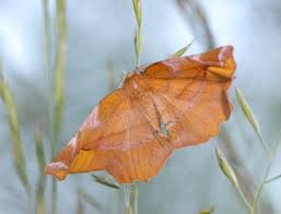 Attēlu rezultāti vaicājumam “Anania lancealis”