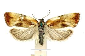 Attēlu rezultāti vaicājumam “Eulia ministrana”