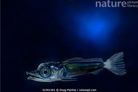 Image result for Makaira nigricans