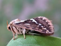 Attēlu rezultāti vaicājumam “Hepialus lupulinus”