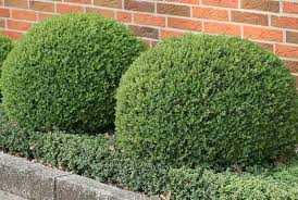 Attēlu rezultāti vaicājumam “Buxus sempervirens”