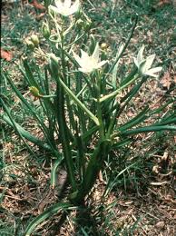 Attēlu rezultāti vaicājumam “Badhamia bethelii stalked”