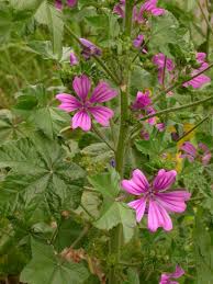 Image result for Malva sylvestris