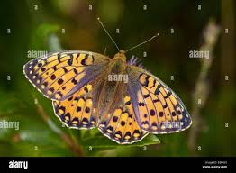 Attēlu rezultāti vaicājumam “Argynnis aglaja upperside”