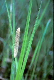Attēlu rezultāti vaicājumam “Acorus calamus fruit”