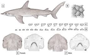 Image result for Sphyrna media