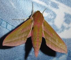 Attēlu rezultāti vaicājumam “Deilephila elpenor imago”