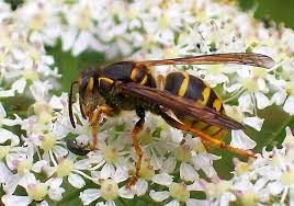 Attēlu rezultāti vaicājumam “Dolichovespula media”