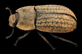 Attēlu rezultāti vaicājumam “Opatrum sabulosum”