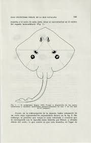 Image result for Raja polystigma