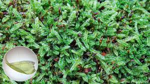 Attēlu rezultāti vaicājumam “Hypnum cupressiforme sporophyte”