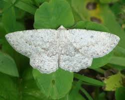 Attēlu rezultāti vaicājumam “Charissa ambiguata”