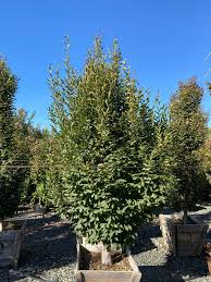 Attēlu rezultāti vaicājumam “Carpinus”