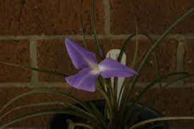 Image result for tillandsia umbellata