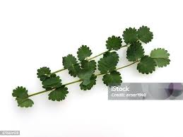 Attēlu rezultāti vaicājumam “Pimpinella saxifraga”