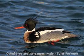 Attēlu rezultāti vaicājumam “Mergus serrator”