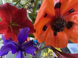 Image result for Papaver orientale