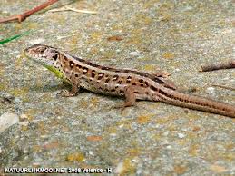 Attēlu rezultāti vaicājumam “Lacerta agilis”