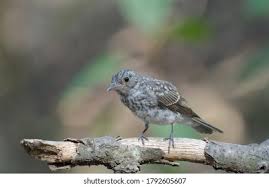 Attēlu rezultāti vaicājumam “Ficedula hypoleuca juvenile”