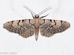 Attēlu rezultāti vaicājumam “Eupithecia venosata”