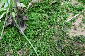 Attēlu rezultāti vaicājumam “Blasia pusilla”