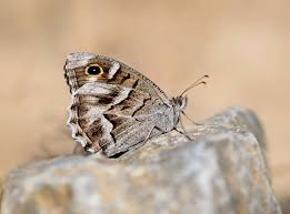 Attēlu rezultāti vaicājumam “Gracillaria syringella imago”