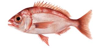 Image result for Dentex dentex