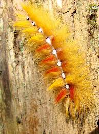 Attēlu rezultāti vaicājumam “Acronicta aceris”