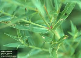 Attēlu rezultāti vaicājumam “Lythrum salicaria fruit”