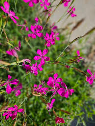 Attēlu rezultāti vaicājumam “Dianthus deltoides bud”