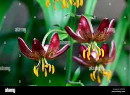Image result for Lilium martagon `Manitoba Fox`