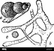 Attēlu rezultāti vaicājumam “Trichia contorta spores”
