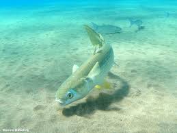 Image result for Liza ramada