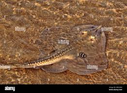 Image result for Bathyraja brachyurops