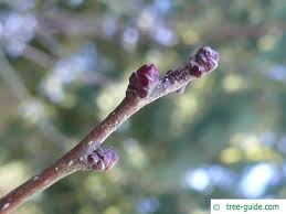 Attēlu rezultāti vaicājumam “Crataegus laevigata bud”