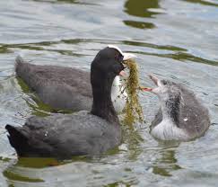 Attēlu rezultāti vaicājumam “Fulica atra eggs”