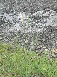 Attēlu rezultāti vaicājumam “Lolium perenne”