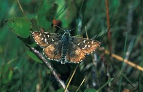 Attēlu rezultāti vaicājumam “Pyrgus alveus underside”