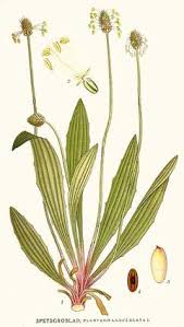 Attēlu rezultāti vaicājumam “Plantago lanceolata flower”