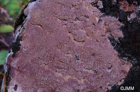 Attēlu rezultāti vaicājumam “Ceriporia excelsa”