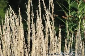 Attēlu rezultāti vaicājumam “Calamagrostis purpurea flower”
