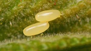 Attēlu rezultāti vaicājumam “Linaeidea aenea”