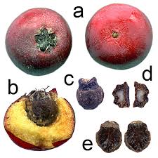 Attēlu rezultāti vaicājumam “Cotoneaster multiflorus fruit”