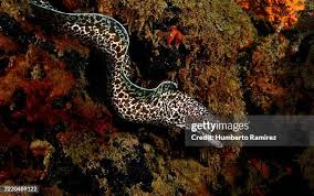 Image result for Gymnothorax moringa