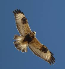 Attēlu rezultāti vaicājumam “Buteo lagopus adult”
