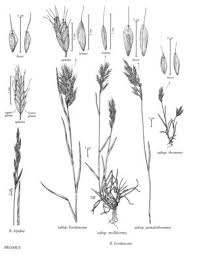 Attēlu rezultāti vaicājumam “Bromus hordeaceus subsp. hordaceus”