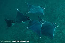 Image result for Mobula thurstoni